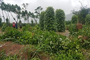 Đắk Lắk: 7.759ha cây trồng các loại bị gãy, đổ và ngập lụt do bão số 12