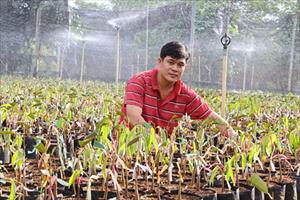 Tin tức Tây Nguyên: Nông dân lùng sục mua cây giống sầu riêng; giá cà phê lao dốc