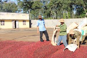 Tin tức Tây Nguyên: Giải pháp nâng cao chất lượng cà phê niên vụ mới, chảy máu gỗ trắc