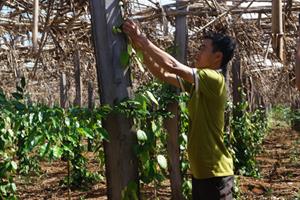 Đắk Lắk: Làm kinh tế giỏi trên mảnh đất “5 không”