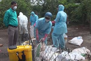 Đắk Lắk: Xuất hiện ổ cúm vi rút H5N6 trên đàn vịt trời