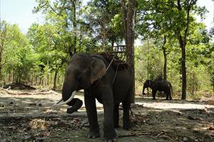 Đắk Lắk: Voi rừng tấn công 2 voi nhà
