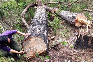 Tin tức Tây Nguyên: Phát triển cây mắc ca, gỗ trái phép vứt đầy đường biên giới
