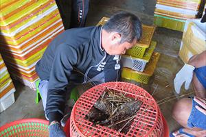 Phú Yên: Thực hiện nhiều giải pháp đảm bảo nghề nuôi tôm hùm phát triển bền vững