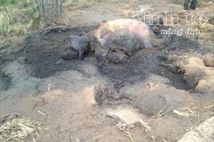 Phát hiện xác voi con đang phân hủy tại Vườn quốc gia Yok Đôn