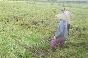 Nông nghiệp Nam Bộ chịu ảnh hưởng do bão Tembin