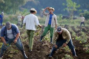 Ngành nông nghiệp Cuba thiệt hại nặng vì thảm họa khí hậu El Nino