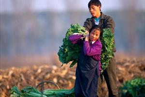 Tình hình an ninh lương thực của Trung Quốc ở mức báo động