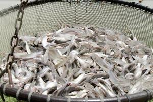 Thượng viện Mỹ thông qua nghị quyết bác bỏ giám sát cá da trơn