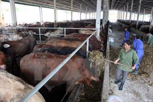 Nhập khẩu thịt bò gia tăng, tiềm ẩn nguy cơ về dịch bệnh