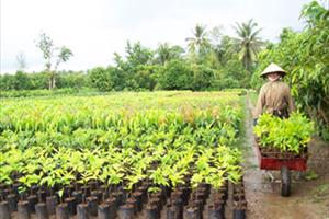 Hỗ trợ giống cây trồng cho các tỉnh bị thiệt hại do bão số 1