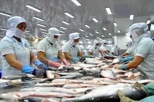 Thông báo quy định xuất khẩu cá bộ Siluriformes vào Hoa Kỳ