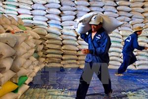 Thị trường lúa gạo rơi vào tình trạng ảm đạm do cung lớn hơn cầu