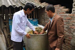Nông dân Nghệ An chống rét cho trâu, bò bằng phương pháp ủ chua thức ăn