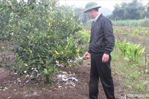 Người trồng cam ở Nghệ An lao đao vì dịch bệnh, giá 3.000 đồng vẫn ế