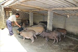 Nghệ An: Nuôi lợn rừng phục vụ thị trường Tết