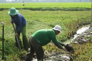 Thương lái Trung Quốc thuê đất lúa thả sinh vật ngoại lai