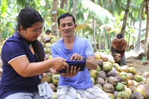 Nông dân trồng dừa qua thiết bị di động