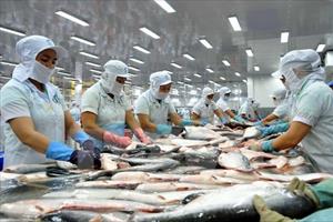 Nhu cầu xuất khẩu cá tra sẽ tăng khoảng 20% trong năm nay