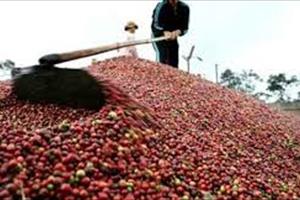 Ấn Độ bỏ lệnh cấm nhập khẩu nông sản Việt Nam