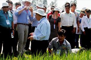 Sản xuất lúa gạo theo chuẩn quốc tế nâng vị thế gạo Việt Nam
