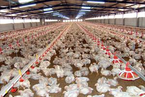 Ngừng nhập thịt gà từ Mỹ - Giá gà trong nước tăng nhanh
