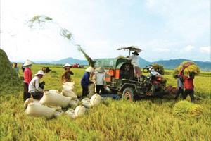 Tạo ra cuộc cách mạng về chất cho hạt gạo Việt