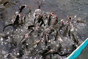Giá cá lóc sụt giảm khiến nông dân Trà Vinh lỗ hàng chục tỷ đồng