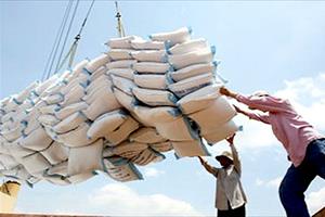 Phấn đấu xuất khẩu khoảng 4 triệu tấn gạo vào năm 2030