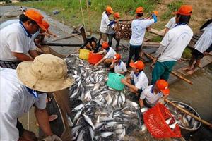 Cá da trơn Việt Nam nguy cơ bị chặn lối hoàn toàn vào Mỹ