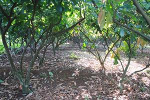 Đắk Lắk: Gần 2.000 ha cây điều bị bệnh tán thư, bọ xít muỗi