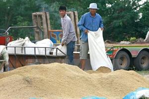 Thái Lan tiếp tục là nước xuất khẩu gạo lớn nhất thế giới