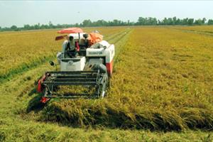 Giá lúa tăng nông dân thu lãi gần 20 triệu đồng 1ha