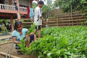 Con Cuông: Giúp người Đan Lai tập làm VAC để định cư