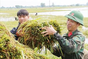Hà Nam: Bộ đội giúp dân chống lụt, Thanh Liêm thu hoạch lúa mùa