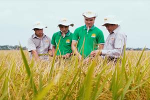 Liên kết sản xuất lúa ở Bình Minh: Đừng đi nhanh, hãy đi xa