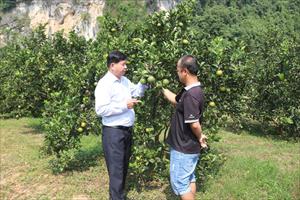 Nghệ An: Người trồng cam thu 400 triệu đồng/ha