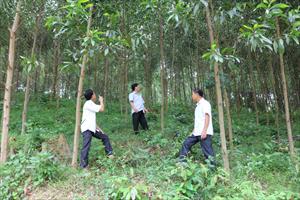 Anh Sơn đánh thức tiềm năng kinh tế rừng