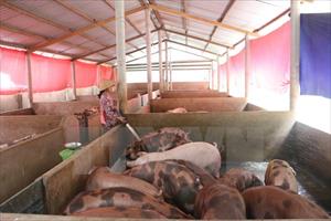 Giá thịt lợn vẫn ở mức thấp - nhiều hộ chăn nuôi dừng tái đàn