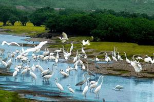 Quảng Ninh tăng cường công tác bảo vệ chim di cư
