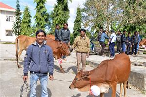 Công ty sữa cô gái Hà Lan trao tặng 80 con bò cho nông dân nghèo tỉnh Lâm Đồng