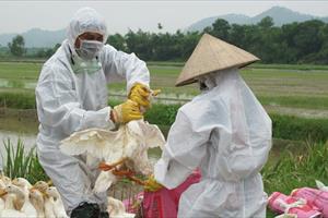 Hà Nam: Hơn 1.000 con gia cầm bị tiêu hủy do nhiễm cúm A/H5N1