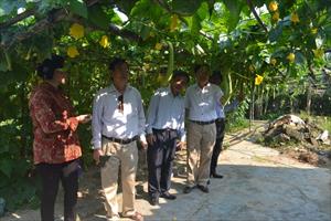 Kinh tế vườn góp phần nâng cao đời sống người dân Hà Tĩnh