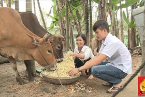 Nhờ cặp bò do Trà Dr Thanh hỗ trợ, nhiều gia đình ở Quảng Nam không còn đói nghèo