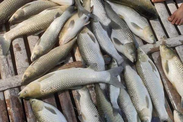 53 lồng cá trên sông Mã chết bất thường