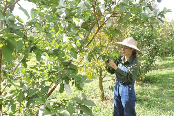 Thay đổi tư duy trong trồng cây ăn trái ở Kon Tum: Hiệu quả kinh tế cao