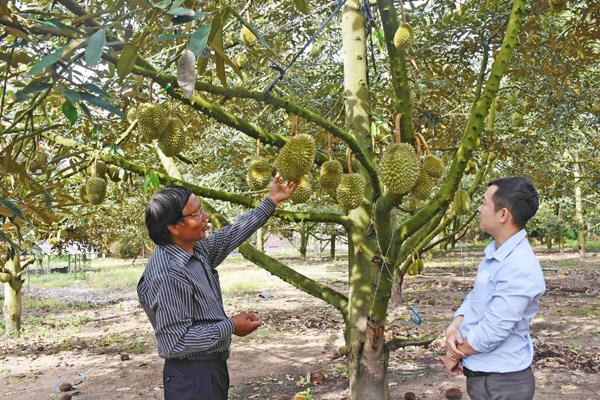 Phát triển cây ăn quả bền vững và nâng cao giá trị xuất khẩu
