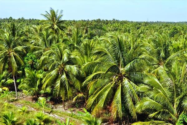 Bến Tre cần khai thác tiềm năng tín chỉ carbon từ cây dừa