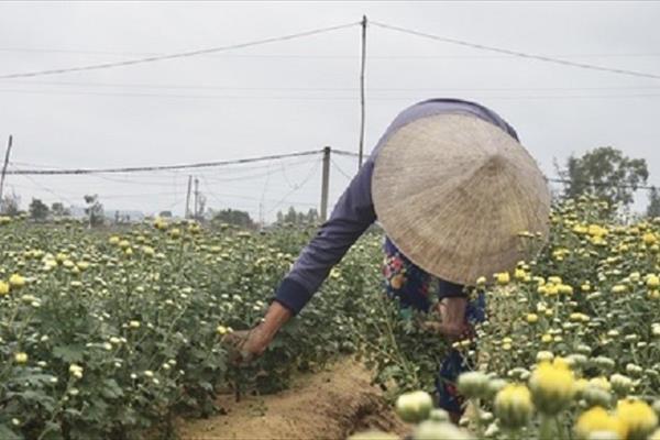 Nông dân Điện Bàn trồng hoa cúc vàng sẵn sàng đón Tết