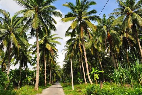 Diện tích trồng dừa Bến Tre tăng lên hơn 78.000ha